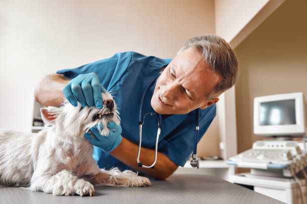 Best Emergency Dentist for Lost Fillings or Crowns in South Wilton, CT